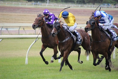 LOGAN RACING STABLES HAVE TWO RUNNERS AT TAURANGA ON FRIDAY AND ONE AT WELLINGTON ON SATURDAY