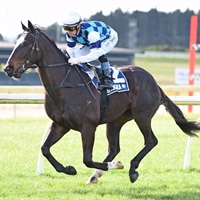 LOGAN RACING STABLES HAVE 19 STARTERS AT RUAKAKA ON WEDNESDAY 16 MAY